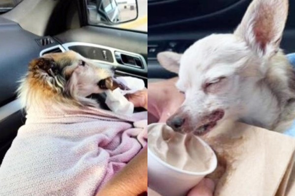 4bf229753c9b42b842a4d43dac7884a5_1707914835_411.jpg